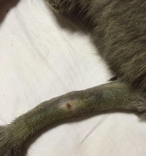 猫咪伤口、尾巴脱毛结痂的原因和治疗方法（解决猫咪脱毛结痂问题）