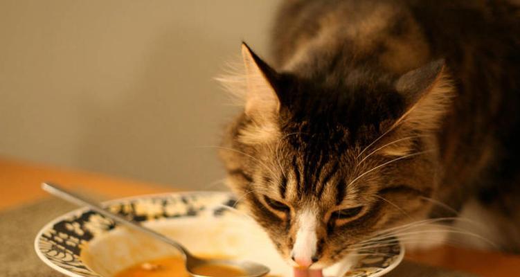 猫咪上餐桌的危害（为什么不要将宠物当食物）