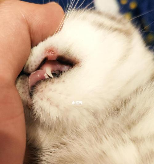 猫咪上嘴唇溃疡解决方法（宠物健康必备）