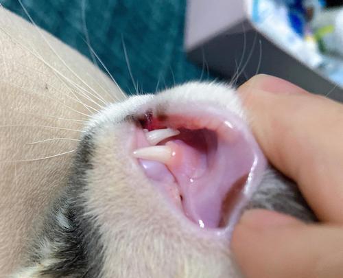 猫咪上嘴唇溃疡解决方法（宠物健康必备）