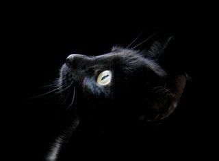 猫咪口腔黑色斑块的原因与治疗（探寻猫咪口腔黑色斑块的成因）