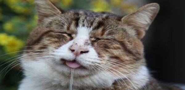 如何缓解猫咪舌头溃疡的症状（流口水、进食困难）