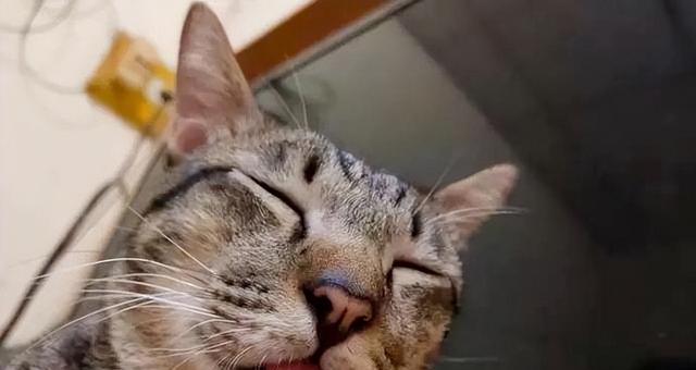 猫咪舌头受伤如何保证正常进食（宠物主人必看）