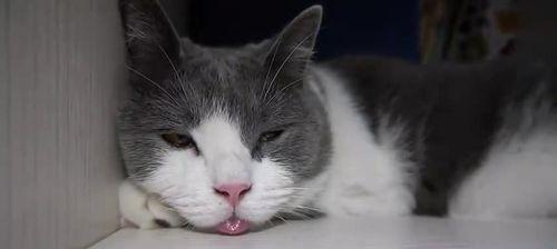 猫咪的舌头有多厉害（探秘猫咪的舌头与吐出的一点点）