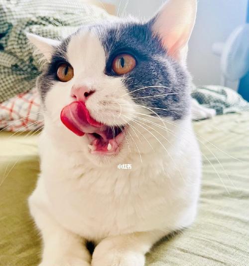 揭秘猫咪舌头细菌感染的危害（关注你的宠物卫生）
