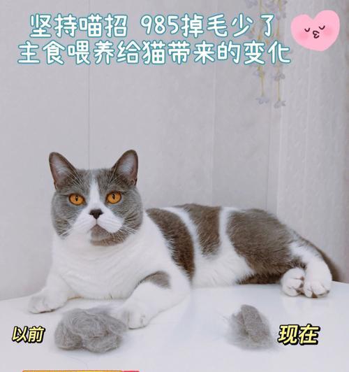 猫咪舌腺下囊肿和耵聍腺囊肿的治疗方法（宠物健康护理）