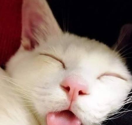 宠物猫咪为何伸着舌头一直喘气（探究猫咪呼吸方式的关键因素）