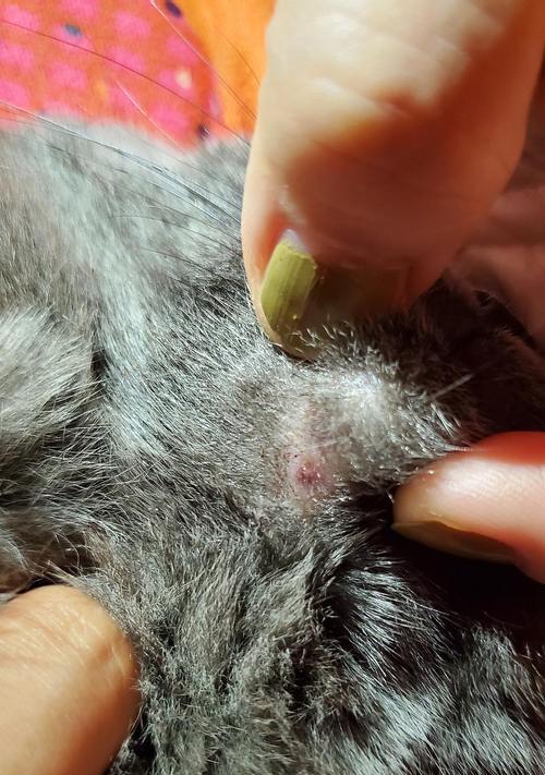 猫咪长痘痘的原因及治疗方法（宠物健康急救指南）