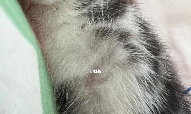 猫咪长痘痘的原因及治疗方法（宠物健康急救指南）
