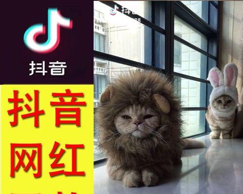 宠物猫出现小洞怎么办（小洞成为宠物猫健康的隐患）