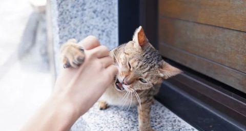 猫咪抓伤如何处理（宠物抓伤应急指南）