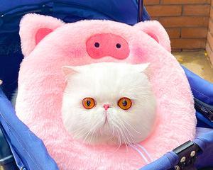 猫咪身上的粉色小包——宠物疾病之谜解析（从身体外观到内部原因）
