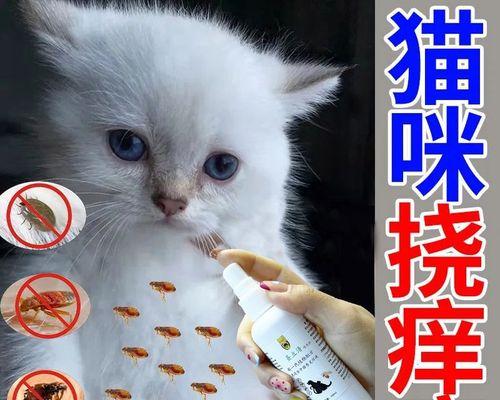 宠物猫身上的蜱虫危害与预防（如何保护你的爱猫不受蜱虫侵扰）