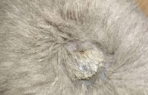 猫咪身上结痂的原因和处理方法（如何防止猫咪身上流血的结痂）