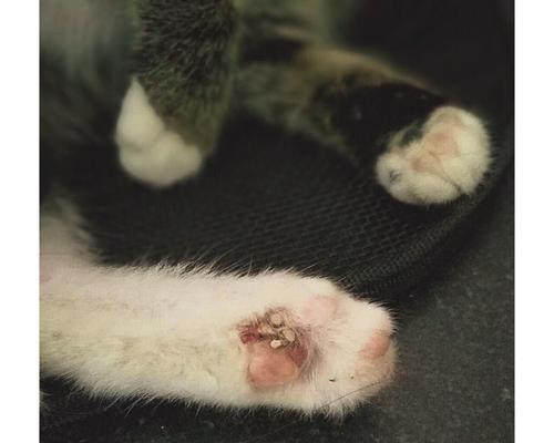 猫咪身上结痂的原因和处理方法（如何防止猫咪身上流血的结痂）
