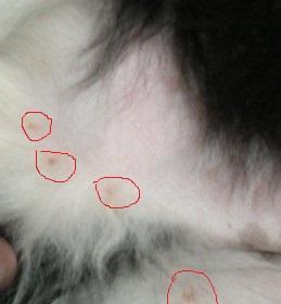 揭秘猫咪身上大片红肿和小红点的原因（了解宠物健康的重要性）