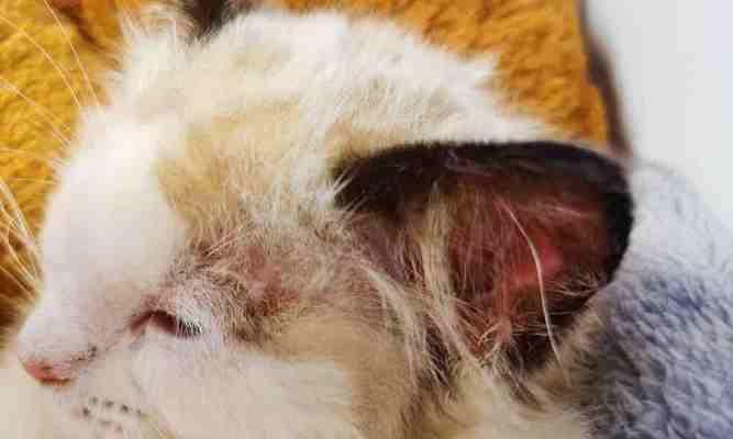猫咪皮肤红斑痒的原因及治疗（宠物猫咪常见皮肤病症状分析）