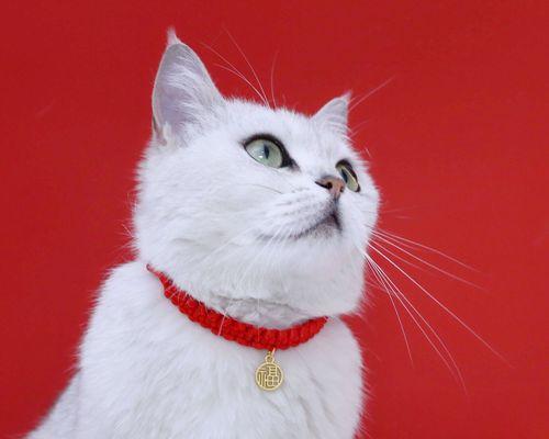 猫咪身上的红色痘痘怎么办（宠物护理必知）
