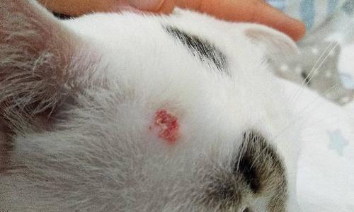 如何治疗猫咪身上有结痂的伤口（关注宠物健康）