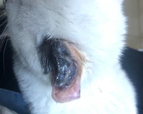 如何治疗猫咪身上有结痂的伤口（关注宠物健康）