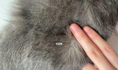 猫咪皮屑掉毛原因及解决方法（宠物护理必备）
