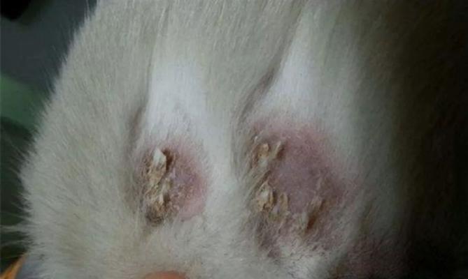 猫咪皮屑掉毛原因及解决方法（宠物护理必备）