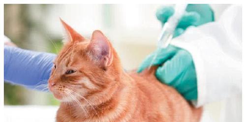 如何延长肾功能衰竭的猫咪寿命（照顾有肾功能衰竭的宠物）