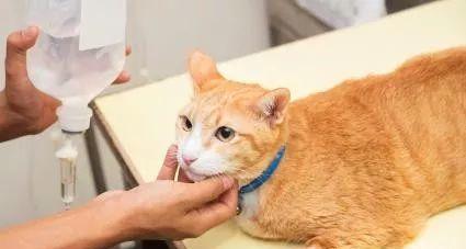 猫咪肾衰晚期的症状和治疗方法（宠物猫咪的肾脏问题如何及时发现与治疗）