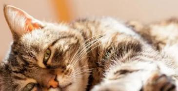 如何识别猫咪肾衰竭的症状（掌握关键症状提早发现肾衰竭）