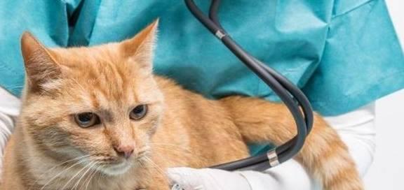 如何治疗猫咪肾衰中晚期症状（以宠物为主）