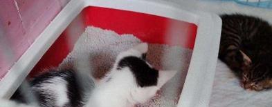 猫咪生病蹲猫砂盆睡觉，你需要了解的事情（宠物健康必知）