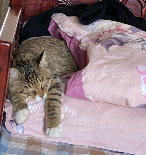 猫咪产后钻被窝的原因与解决方法（揭秘猫咪产后抱窝的心理）