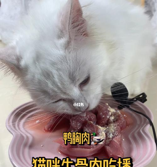 宠物猫咪生肉后怎么处理（教你正确处理猫咪食用生肉的方式）