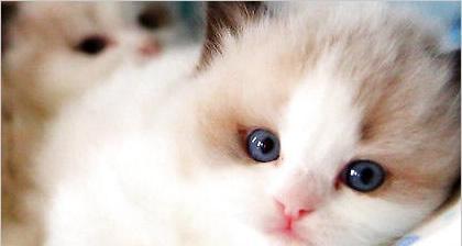 闲云野鹤——寓意与美感并重的猫咪诗意名字（从灵动之姿到如诗的名字）