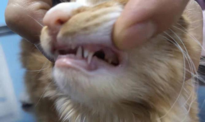猫咪十个月还在换牙，如何照顾它的口腔健康（宠物猫的换牙期间需要特别关注哪些问题）