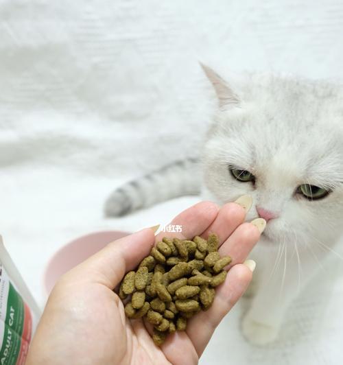 猫咪何时吃猫粮最为适宜（宠物喂养的常识与技巧）