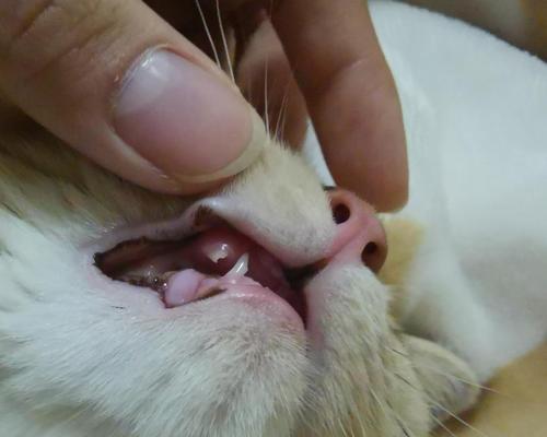 小猫咪换牙全过程（什么时候换牙）