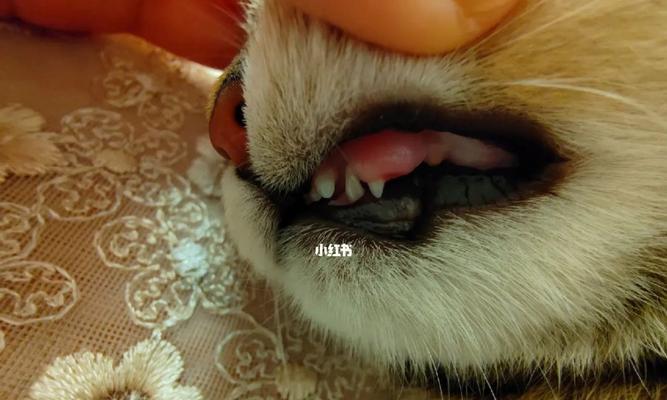 小猫咪换牙全过程（什么时候换牙）
