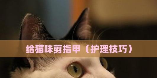 猫咪的指甲该何时剪（宠物养护）