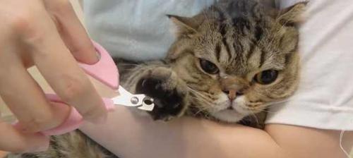 猫咪的指甲该何时剪（宠物养护）