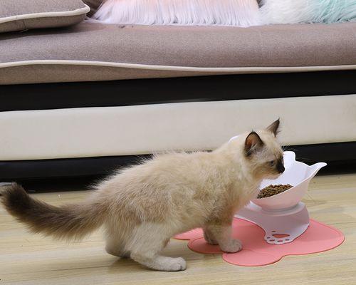 如何解决猫咪食碗打不翻的问题（让你的宠物安心用餐）