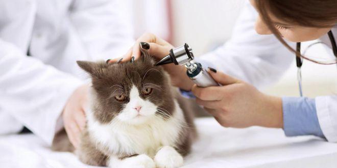 猫咪食物过敏引发掉毛问题的原因分析（宠物食物过敏）