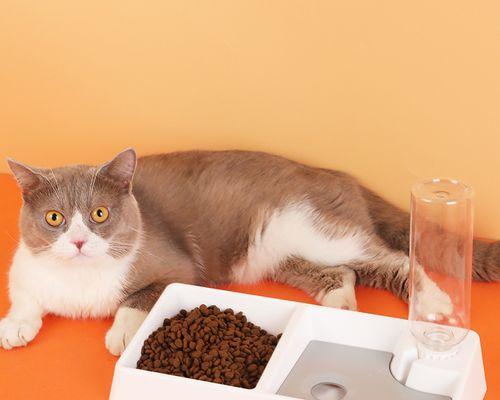 猫咪食物名字大全——让你的爱猫吃得健康美味（满足猫咪的味蕾）
