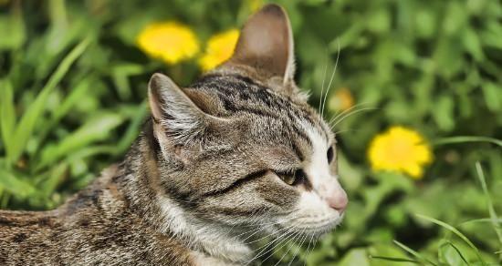宠物猫咪食物中毒应急处理（如何保护你的猫咪免受食物中毒的伤害）