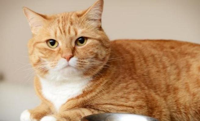 猫咪食欲正常的原因（探究宠物猫咪的饮食习惯与健康）