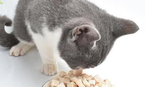 如何让猫咪使用头孢曲松钠不吃东西（猫咪药物口服困难怎么办）