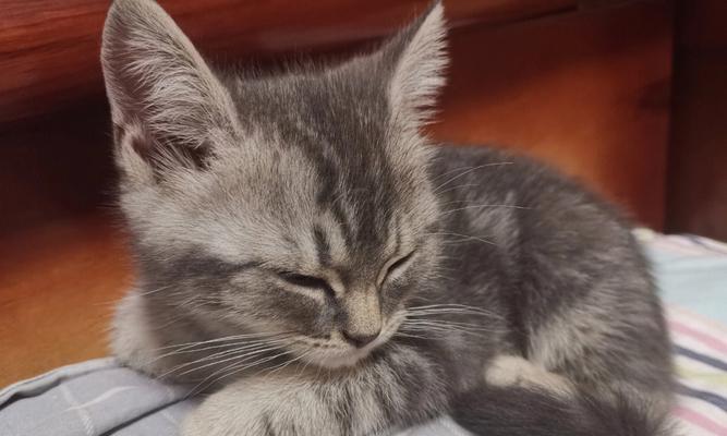 猫咪为何嗜睡不爱吃饭（宠物猫的日常生活和习惯）