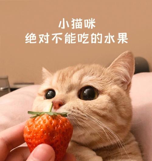 猫咪的水果食谱（打破传统）
