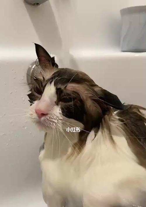 宠物猫可以带出去洗澡吗（探究猫咪洗澡需求和洗澡方法）