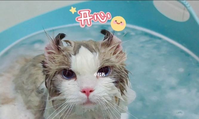 宠物猫可以带出去洗澡吗（探究猫咪洗澡需求和洗澡方法）